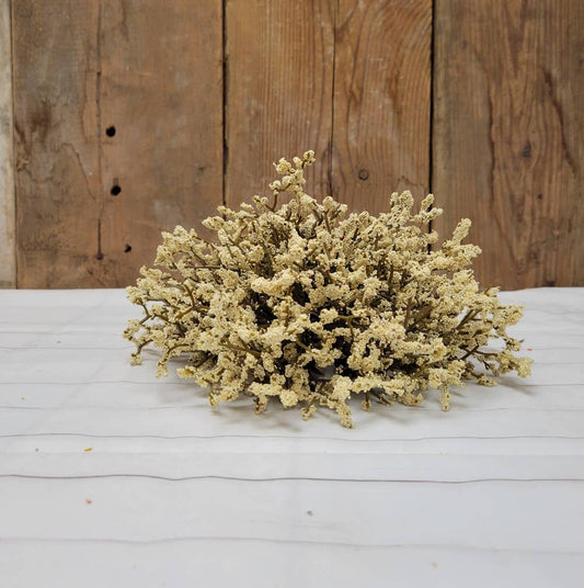 Cream Half Sphere of Astilbe